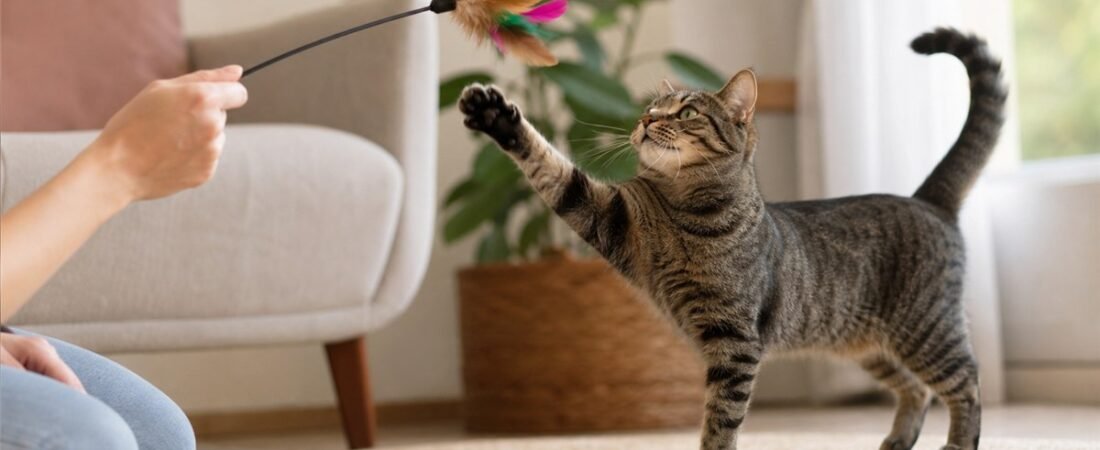 7 Estratégias para Atrair a Atenção do Seu Gato