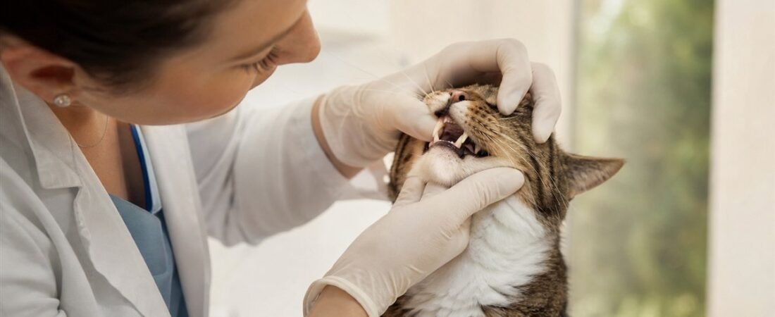 Saúde Oral Felina: Como Cuidar e Evitar Problemas Dentários no Seu Gato