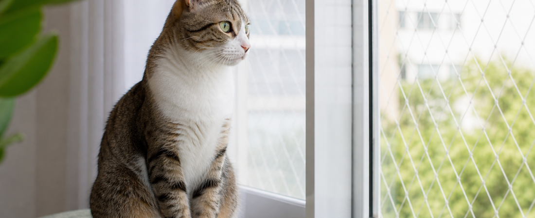 Vacina antirrábica em gatos: por que é obrigatória mesmo para os que não saem de casa