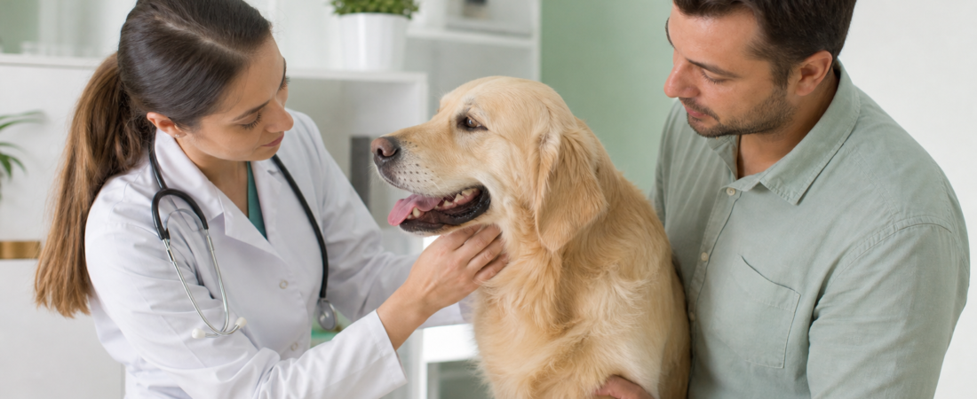 Vermifugação de cães adultos: a cada quanto tempo repetir